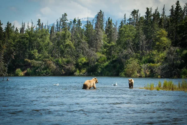 アラスカ ヒグマ種をまくとカブ — ストック写真