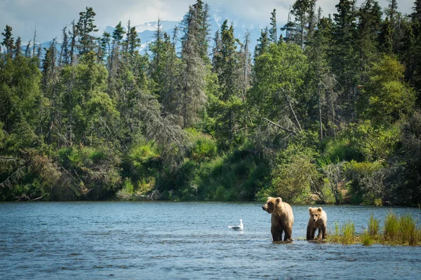 Alaska boz ayı domuz ve yavrusu