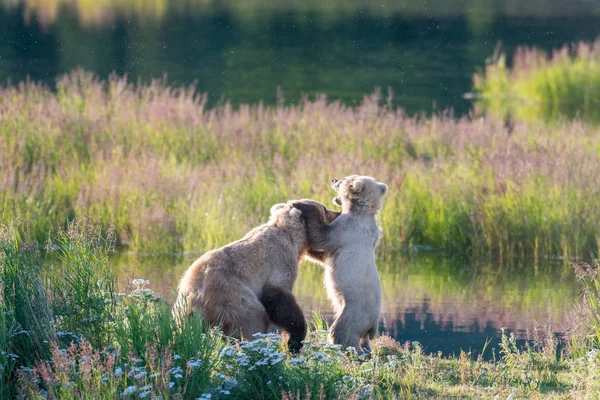 Porca de urso marrom e filhote — Fotografia de Stock