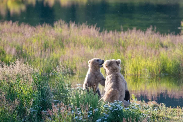 Porca de urso marrom e filhote — Fotografia de Stock