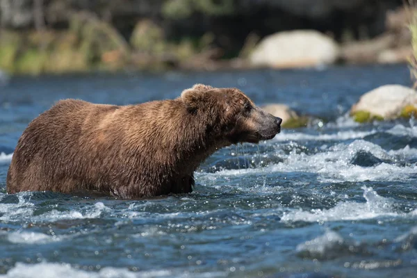 Nehir büyük Alaska boz ayı