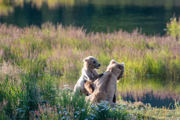 Porca de urso marrom e filhote — Fotografia de Stock