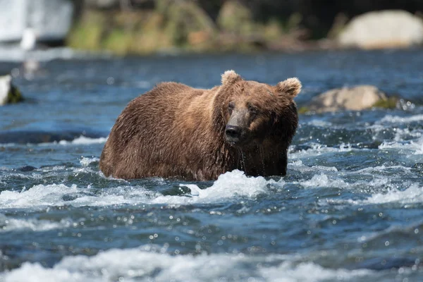 Nehir büyük Alaska boz ayı