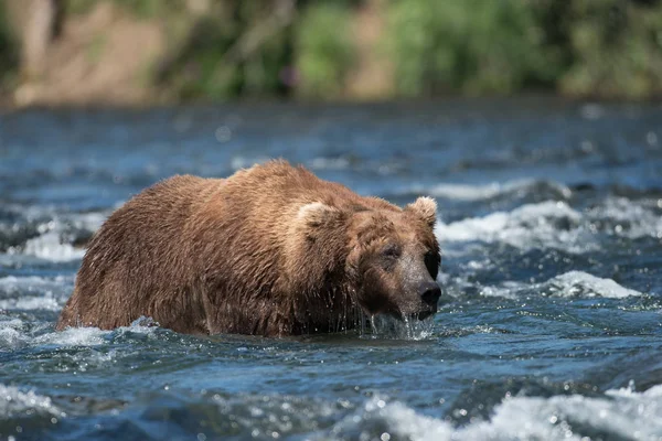 Grande urso marrom do Alasca no rio — Fotografia de Stock