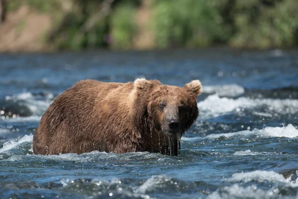 Grand ours brun de l'Alaska dans la rivière — Photo
