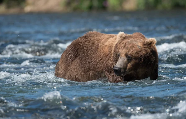 Grande urso marrom do Alasca no rio — Fotografia de Stock