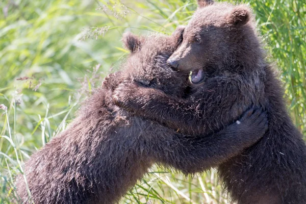 Deux oursons bruns de l'Alaska jouant — Photo