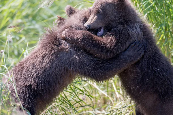 Two alaskan brown bear cubs playing — Stock Photo, Image