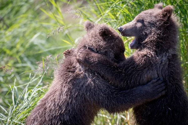 Twee alaskan bruine beer welpen spelen — Stockfoto