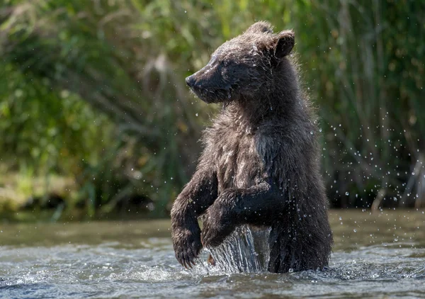 Alaskanruskea karhunpentu Brooks Riverissä — kuvapankkivalokuva