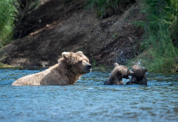 Alaskan brown bear sow and two cubs — Stock Photo, Image