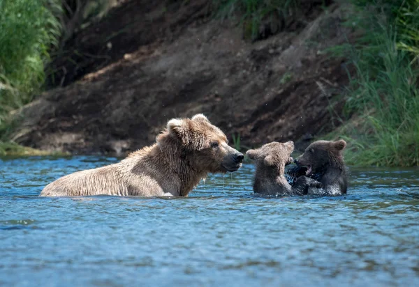 Alaskan cerda oso pardo y dos cachorros — Foto de Stock