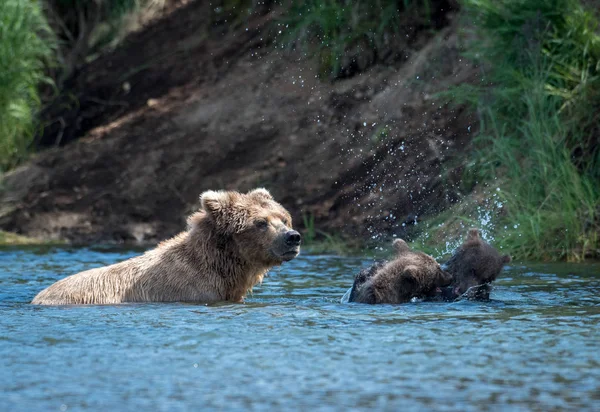 Аляскинская бурая медведица и два медведя — стоковое фото