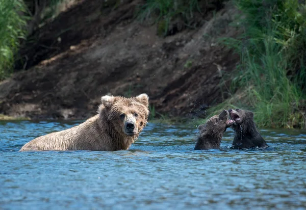 Alaskan niedźwiedź brunatny sow i dwa szczeniaki — Zdjęcie stockowe