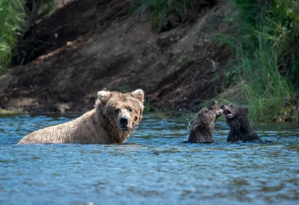 Alasca porca urso marrom e dois filhotes — Fotografia de Stock