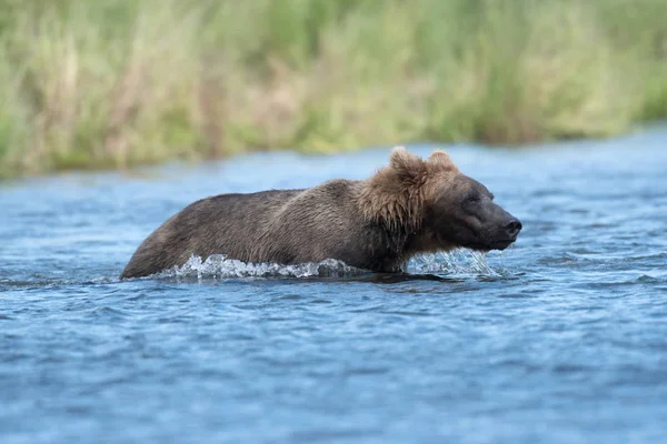 Alaskan oso marrón vadeando — Foto de Stock