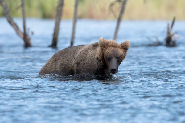 Alaskan brown bear wading — Stock Photo, Image