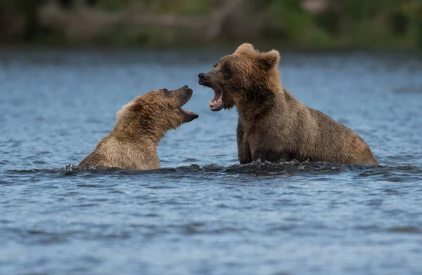 Два Аляскинских бурых медведя играют — стоковое фото