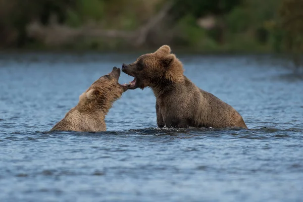 Två Alaskan brunbjörn spelar — Stockfoto