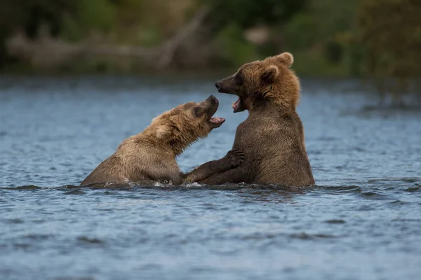 Dos osos pardos de Alaska jugando — Foto de Stock