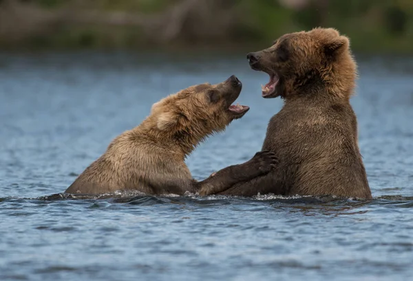 Dos osos pardos de Alaska jugando — Foto de Stock