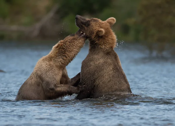 Dwa niedźwiedzie brunatne Alaski gra — Zdjęcie stockowe