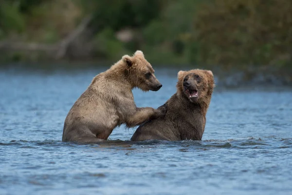 Dois ursos castanhos do Alasca a jogar — Fotografia de Stock
