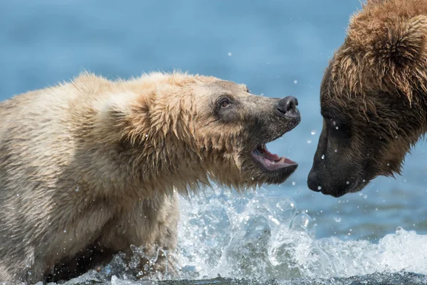 Dos osos pardos de Alaska jugando — Foto de Stock