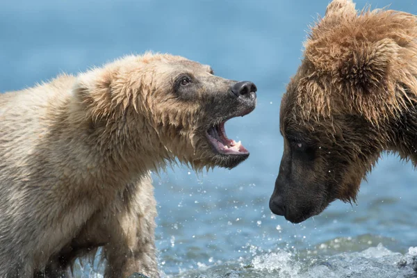 再生 2 つのアラスカのヒグマ — ストック写真