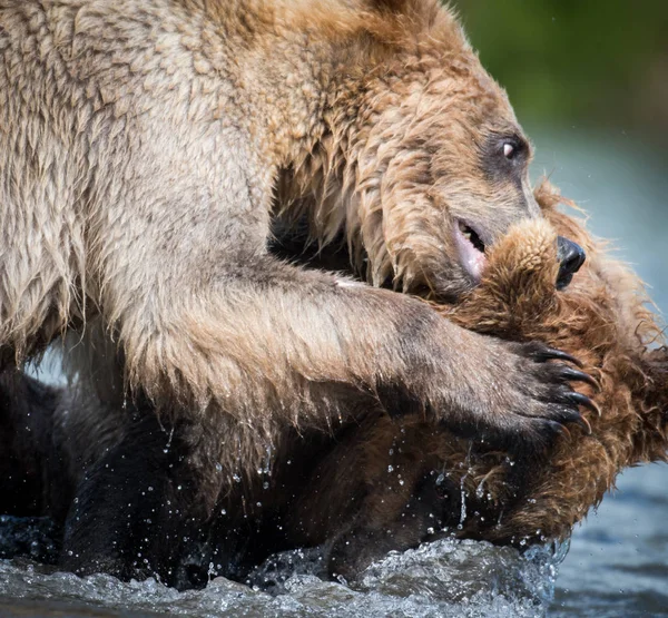 Dos osos pardos de Alaska peleando — Foto de Stock