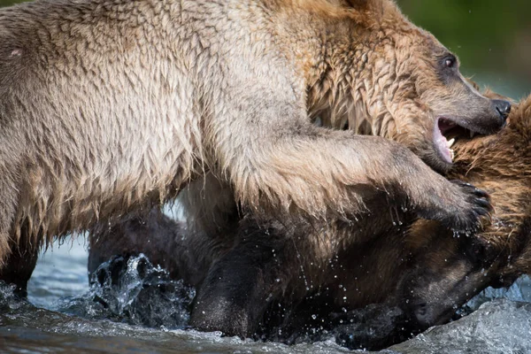 Δύο Αλάσκα καφέ αρκούδες καταπολέμηση — Φωτογραφία Αρχείου