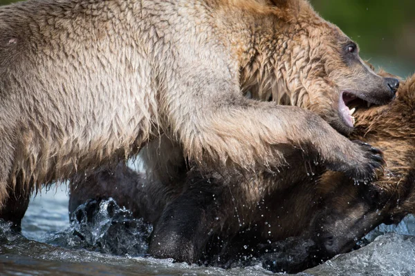 Two Alaskan brown bears fighting — Stock Photo, Image