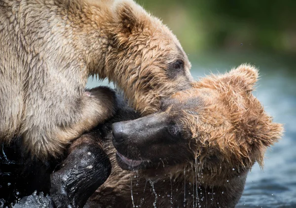 Δύο Αλάσκα καφέ αρκούδες καταπολέμηση — Φωτογραφία Αρχείου