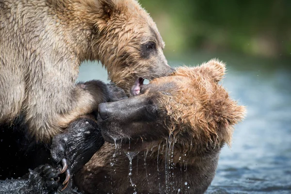 Dos osos pardos de Alaska peleando — Foto de Stock