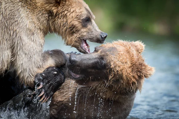 Dois ursos castanhos do Alasca lutando — Fotografia de Stock