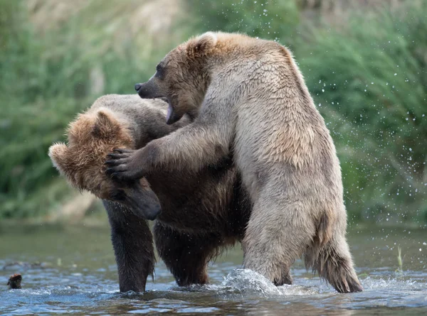 Two Alaskan brown bears fighting — Stock Photo, Image
