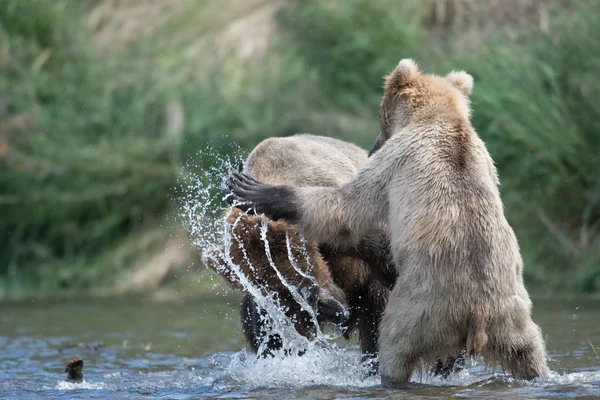 2 アラスカのヒグマとの戦い — ストック写真