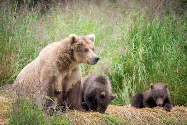 Alaskan brown bear sow with cubs — Stock Photo, Image