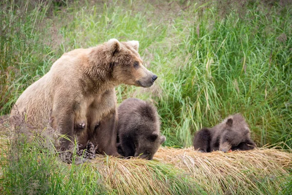 Αλάσκα καφέ αρκούδα γουρούνα με cubs — Φωτογραφία Αρχείου