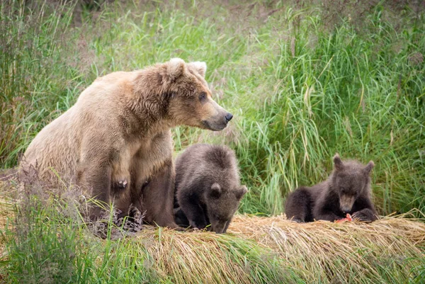 Alaskan brown bear sow with cubs — Stock Photo, Image