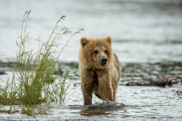 Alaszkai barna medve cub — Stock Fotó