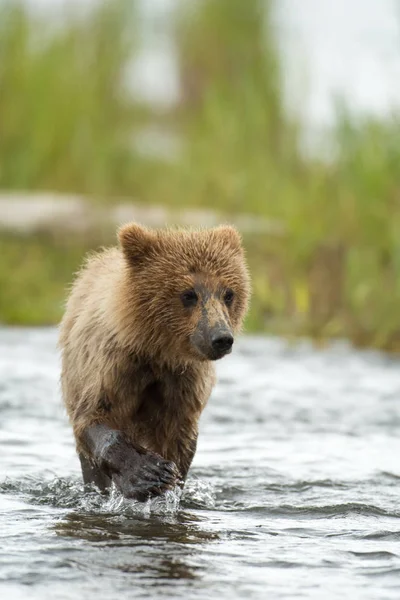 Alaszkai barna medve cub — Stock Fotó