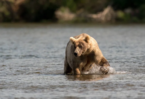 Grande urso marrom do Alasca vagueando pela água — Fotografia de Stock