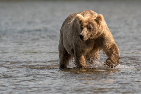 Gran oso marrón de Alaska vadeando a través del agua — Foto de Stock