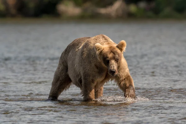 Великий Аляски бурий ведмідь пробиратися через води — стокове фото