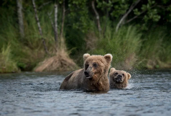 Alasca porca urso marrom e filhote — Fotografia de Stock