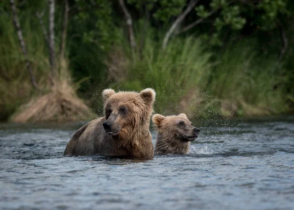 Aljašský medvěd hnědý svině a mládě — Stock fotografie