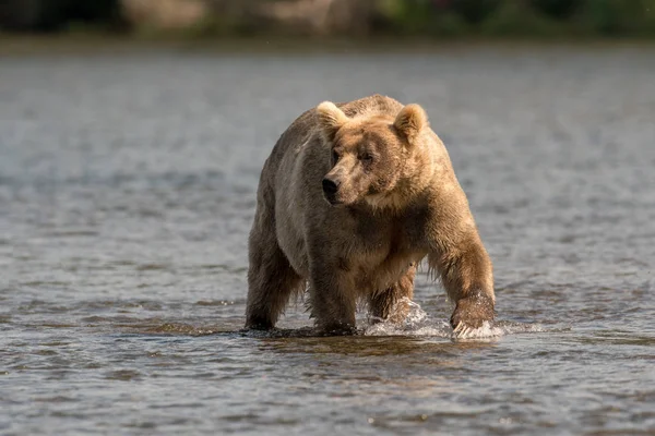 Grande urso marrom do Alasca vagueando pela água — Fotografia de Stock