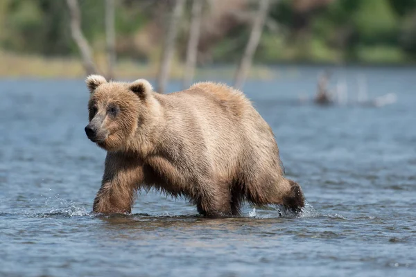 Urso marrom do Alasca em Brooks River — Fotografia de Stock