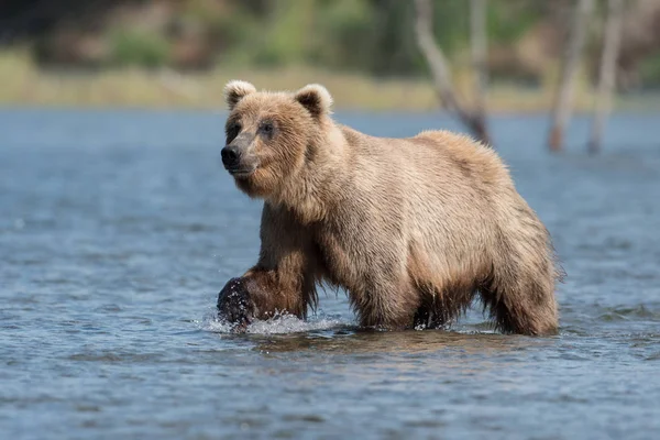 Alaskan brunbjörn i Brooks River — Stockfoto